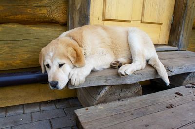 Close-up of dog sleeping on wood