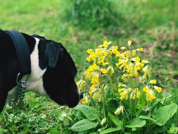 View of a dog on field