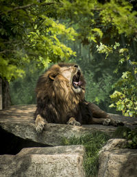 View of a cat looking away