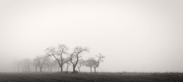 Trees on field against sky