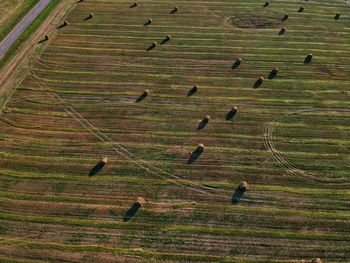 High angle view of birds on field