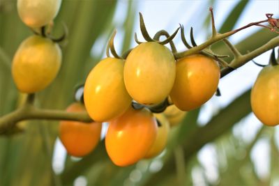 Close-up of tomatoes growing on tree