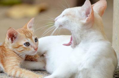 Close-up of cat sitting on carpet