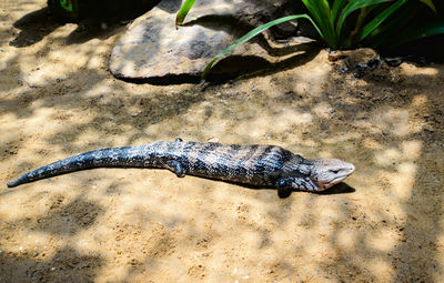 High angle view of lizard on sand