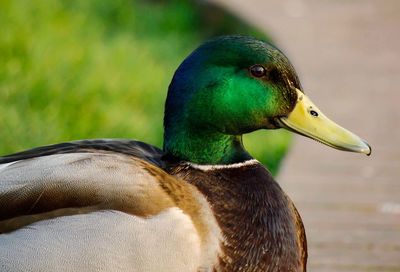 Close-up of a bird