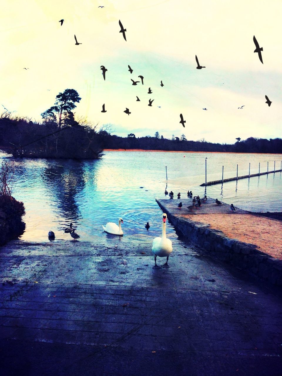 bird, animal themes, animals in the wild, wildlife, flock of birds, water, seagull, flying, medium group of animals, duck, sky, nature, togetherness, lake, river, outdoors, spread wings, goose