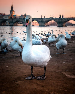 Swans in river against sky