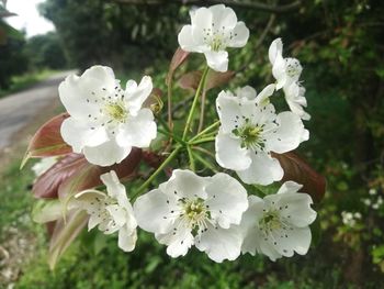 Close-up of white flowering plant