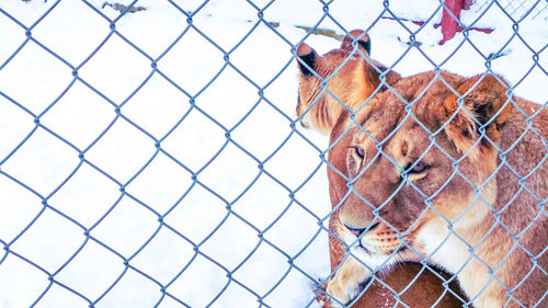 Close-up of an animal seen through chainlink fence