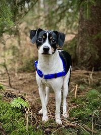 Portrait of a dog