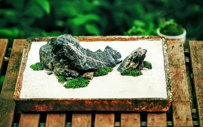 Close-up of lizard on wood