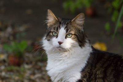 Close-up of cat standing outdoors