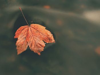 Close-up of dry maple leaves on water