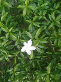 High angle view of white flowering plants