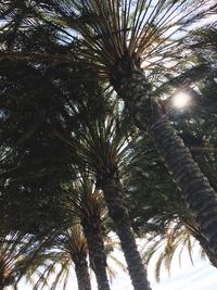 Low angle view of palm trees against sky