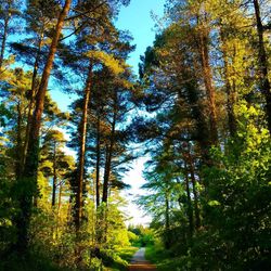 Low angle view of trees in forest