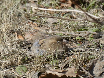 High angle view of bird on field