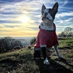 Dog wearing pet clothing while sitting on field against sky during sunset