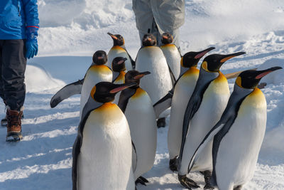 View of birds on snow covered land