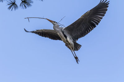 Low angle view of eagle flying against clear blue sky