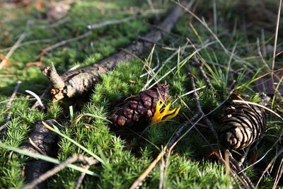 Pine cone surrounded by moss in a forrest