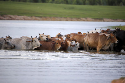 Flock of cows in a water