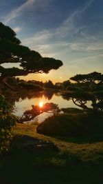 Close-up of tree at sunset