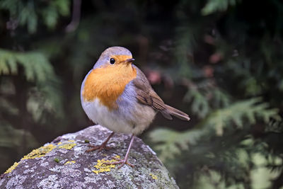 Close-up of bird perching on rock
