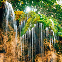 Low angle view of trees growing in forest