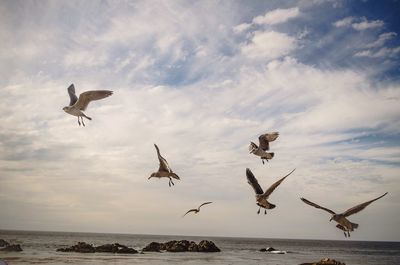 Seagulls flying over sea against sky