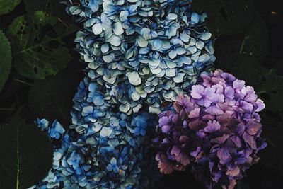 Close-up of purple flowers