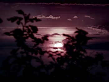 Plants against sky at sunset