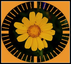 Directly above shot of yellow flower in container