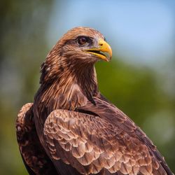 Close-up of eagle against blurred background