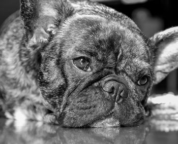 Close-up portrait of a dog