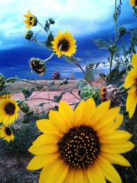 Close-up of sunflower blooming against sky