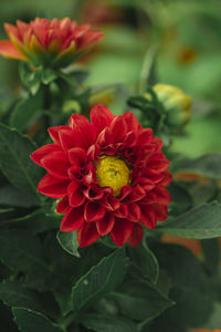 Close-up of red dahlia