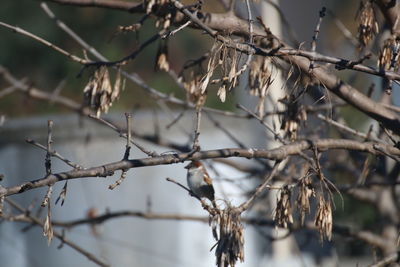 Close-up of tree branch