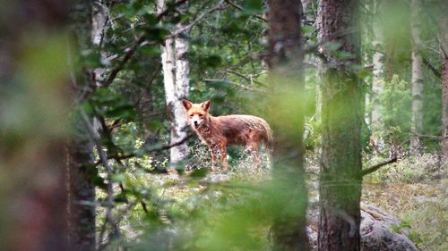 View of red fox standing in forest 