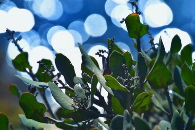 Low angle view of plants against sky