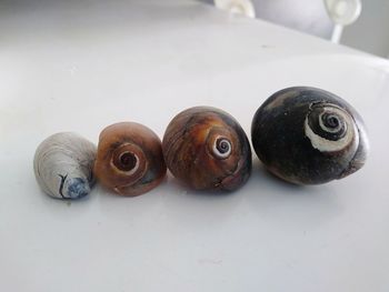 Close-up view of snake