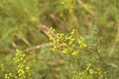 Close-up of yellow flower