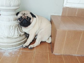 Portrait of pug relaxing on floor at home