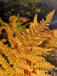 Close-up of yellow flowering plant