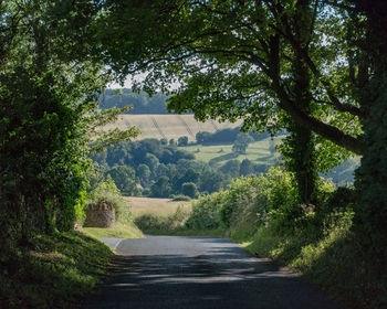 Road amidst trees in forest