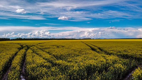 Scenic view of agricultural field against cloudy sky