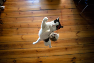 High angle view of cat playing with toy over hardwood floor at home