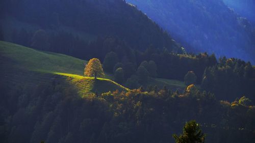 Scenic view of trees on landscape