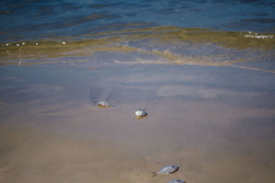 High angle view of birds on beach