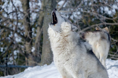 Wolf in snow